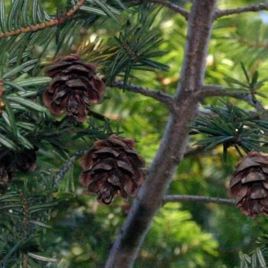 Eastern Hemlock Tsuga canadensis Seeds for Planting for Planting, Premium Seeds | Heirloom Non-GMO