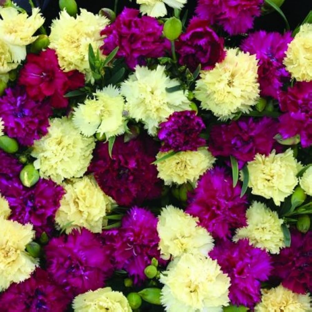 Mixed Bananaberry Dianthus Clove Flower Seeds for Planting Heirloom Non-GMO Seeds
