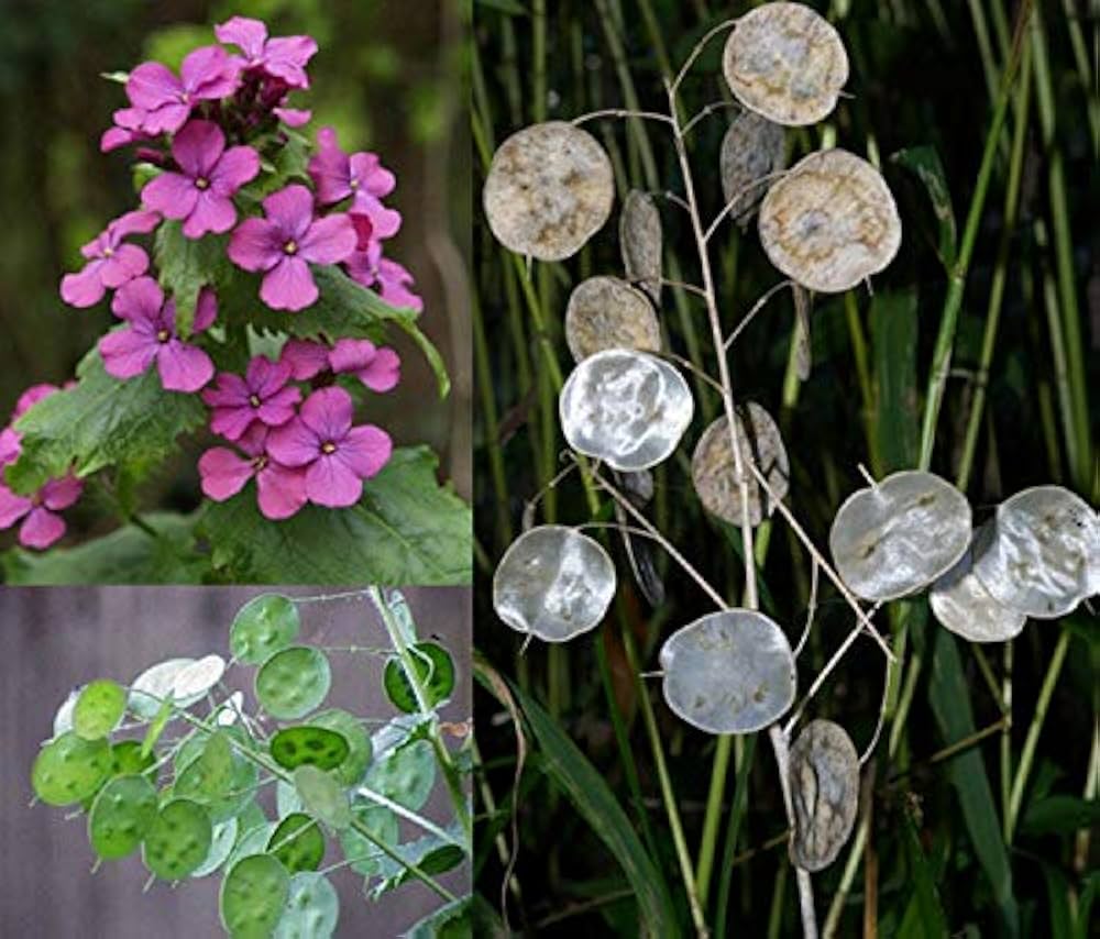 Mix Honesty Lunaria Biennis Seeds for Planting - Ideal for Flower Bed & Wildflower Garden Heirloom Non-GMO Seeds