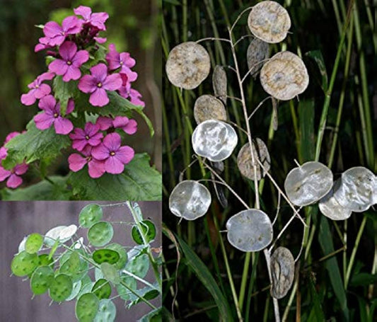 Mix Honesty Lunaria Biennis Seeds for Planting - Ideal for Flower Bed & Wildflower Garden Heirloom Non-GMO Seeds