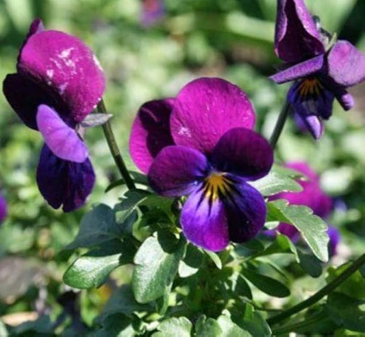 Henry Viola Viola x wittrockiana Flower Seeds for Planting in Flower Bed and Container Garden Heirloom Non-GMO Seeds