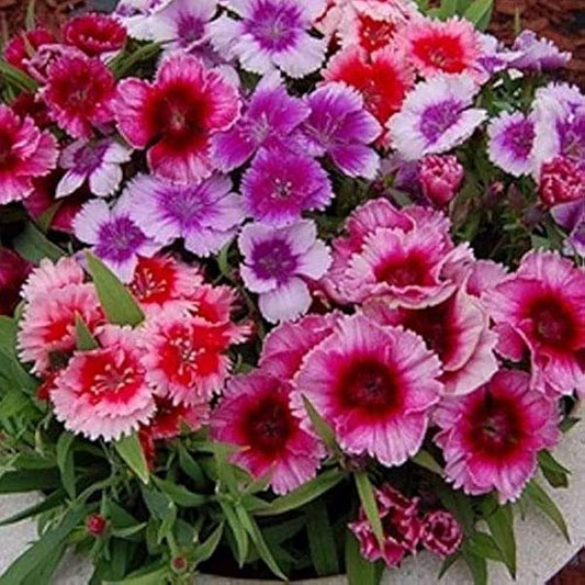 Dianthus Velvet N Lace Seeds for Planting Dianthus Barbatus flower bed cottage garden Heirloom Non-GMO Seeds