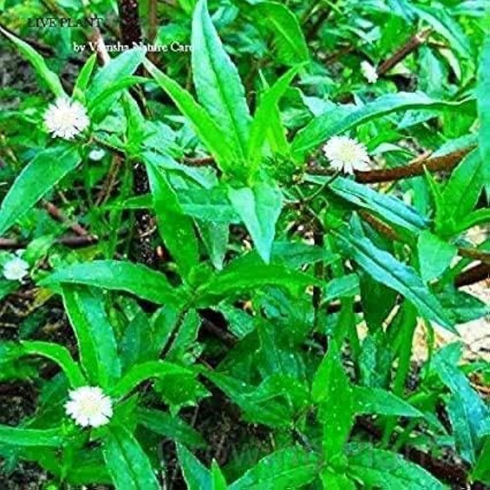Bhringraj Eclipta alba Seeds for Planting in Herbal Garden | Heirloom Non-GMO Herb Seeds for Home Gardens