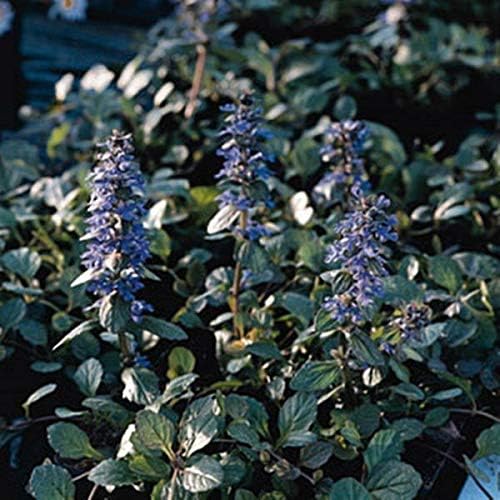 Ajuga Flower Ajuga reptans Seeds for Planting in Flower Bed & Ground Cover Heirloom Non-GMO Seeds