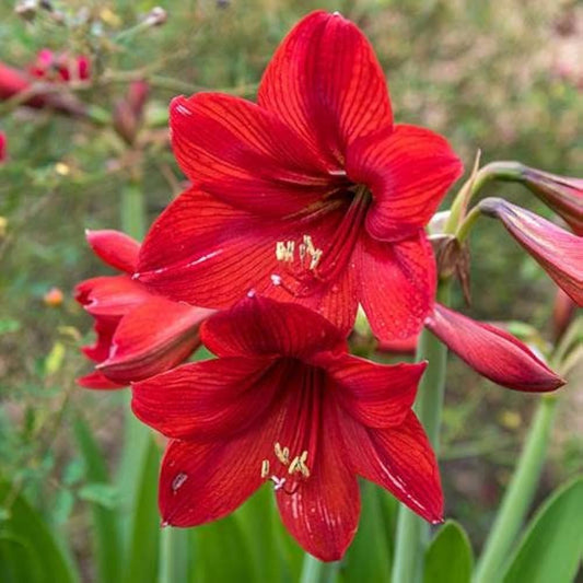 Amaryllis Flower Hippeastrum spp. Seeds for Planting in Indoor Garden Heirloom Non-GMO Seeds