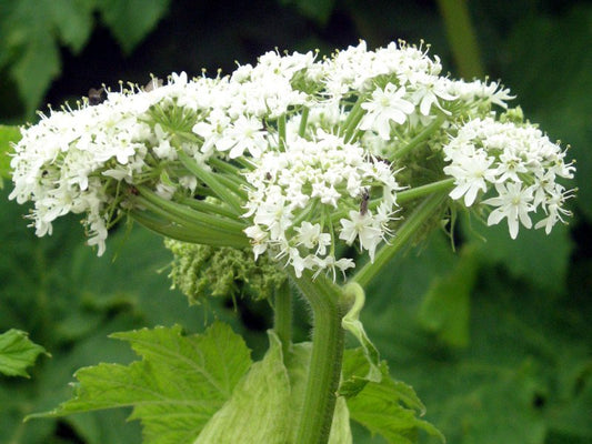 Heracleum Lanatum Flower seeds for Planting Long Bloom Season Heirloom & GMO Free Seeds for Home Garden Sale