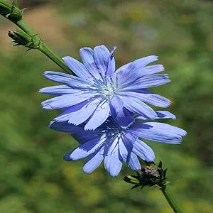 Chicory Flower Cichorium intybus Seeds for Planting in Herb Garden & Flower Bed Heirloom Non-GMO Seeds