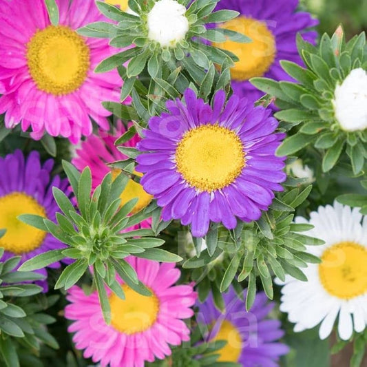 Callistephus chinensis Aster Seeds for Planting - Perfect for Flower Bed & Garden Heirloom Non-GMO Seeds