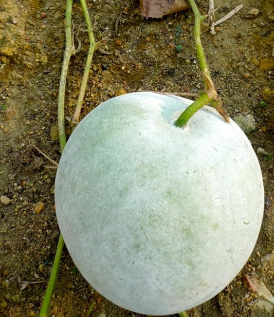 Winter Melon Vegetable Benincasa hispida Seeds for Planting in Vegetable Patch Fruit Seeds for Home Gardens, Raised Beds & Outdoor Growing