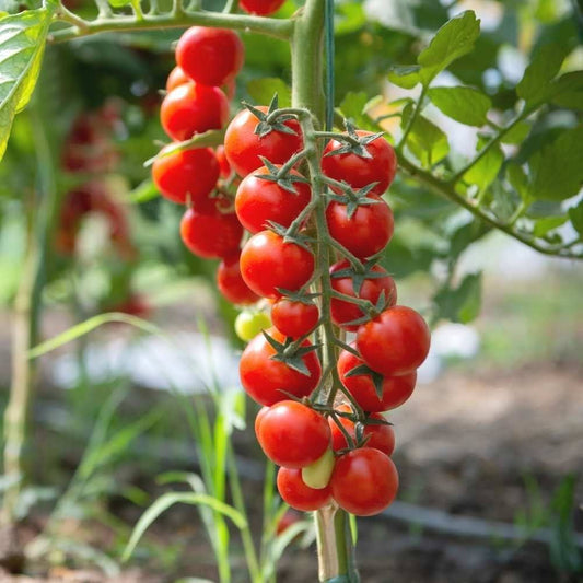 Cherry Tomato Seeds for Planting Solanum lycopersicum for vegetable patch and balcony pots for Planting, Premium Vegetab