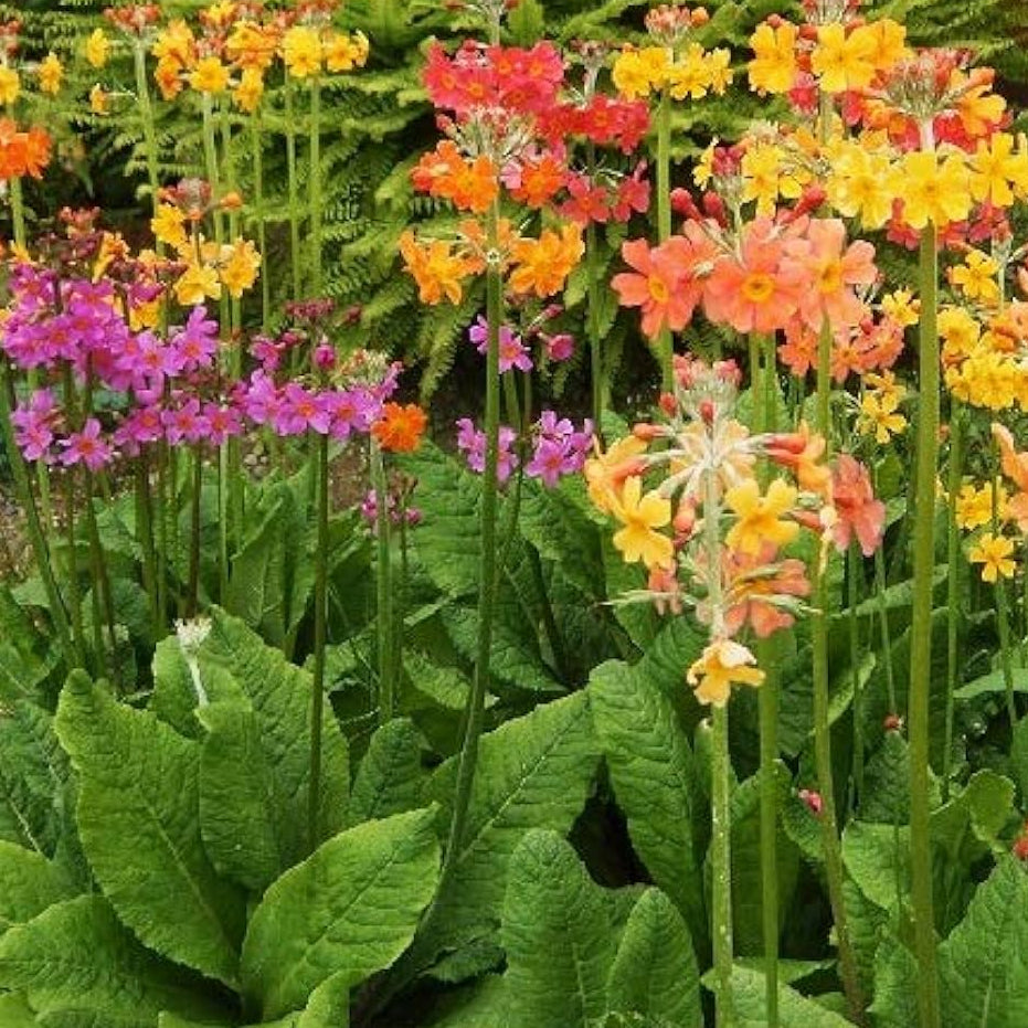 Candelabra Primrose Primula denticulata Seeds for Planting in Flower Bed Heirloom Non-GMO Seeds