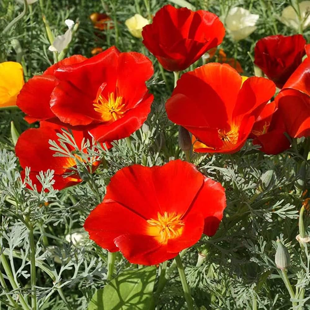 Red Poppy Papaver rhoeas Seeds for Planting Heirloom Non-GMO Seeds