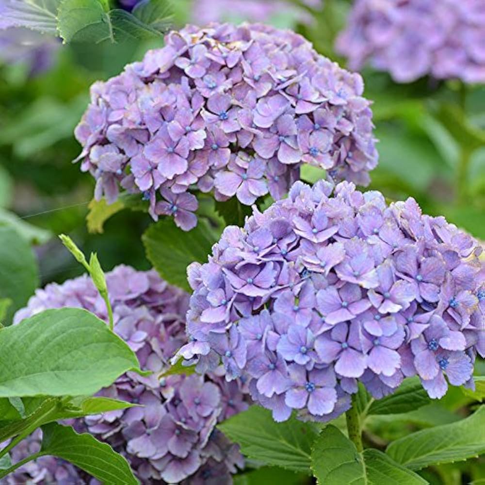 Hydrangea Seeds for Planting Hydrangea Macrophylla flower bed border garden Heirloom Non-GMO Seeds