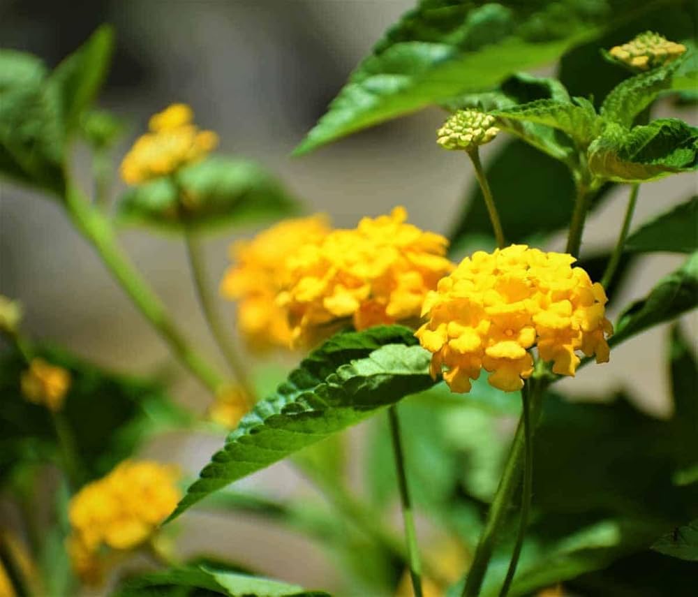 Common Lantana Seeds for Planting Lantana camara for flower beds and garden borders Heirloom Non-GMO Seeds