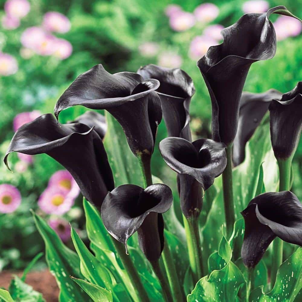 Red Edge Black Calla Lily Seeds Zantedeschia for Planting in Garden & Flower Bed Heirloom Non-GMO Seeds