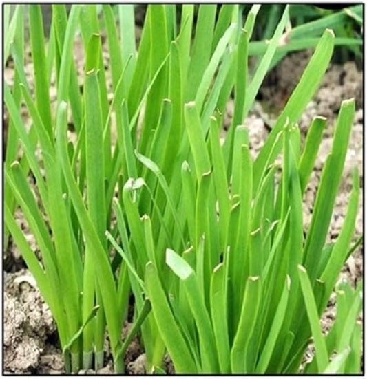 Garlic Chive Allium tuberosum Seeds for Planting in Herb Garden & Urban Garden for Planting, Premium Seeds | Heirloom No