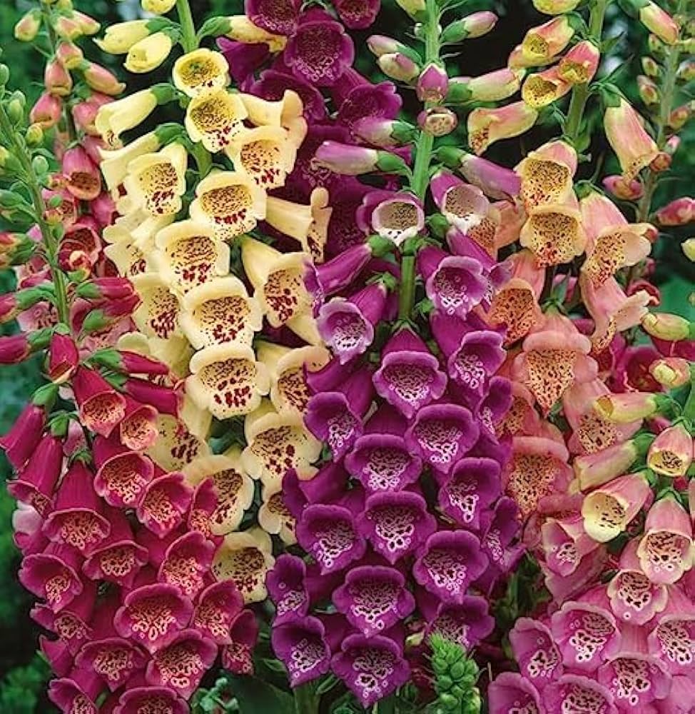Fritillaria Digitalis Seeds for Planting in Flower Bed & Garden Heirloom Non-GMO Seeds