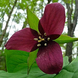 Trillium Trillium spp Flower Seeds for Planting in Flower Bed Heirloom Non-GMO Seeds