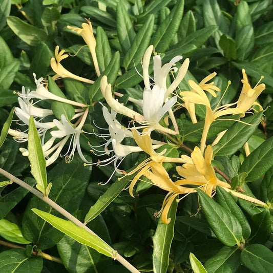 Honeysuckle Vine Lonicera spp. Flower Seeds for Planting in Garden Heirloom Non-GMO Seeds