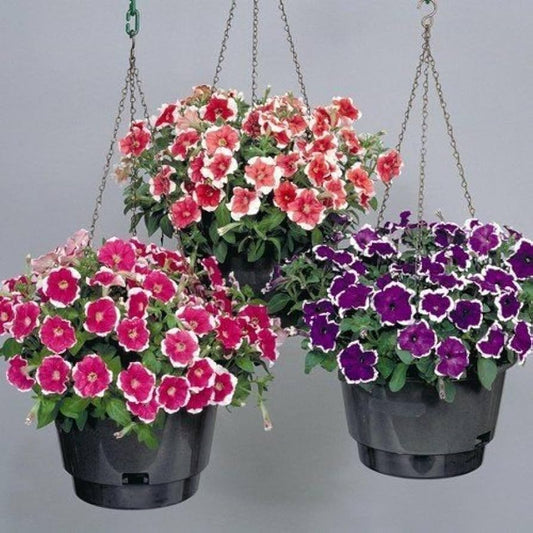 Variety Flix Mix Petunia Seeds Petunia for Planting in Flower Bed & Garden Heirloom Non-GMO Seeds