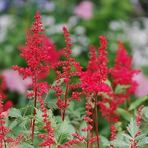 Astilbe Flower Astilbe spp. Seeds for Planting in Flower Bed & Garden Heirloom Non-GMO Seeds