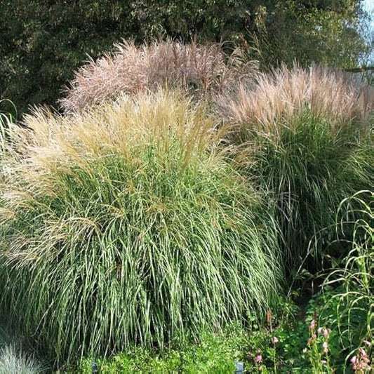 Miscanthus Grass Seeds for Planting in Landscape Garden