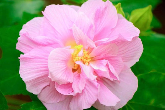 Amethyst Hibiscus Hibiscus spp. Seeds for Planting in Tropical Garden Heirloom Non-GMO Seeds