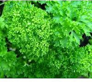 Curled Parsley Petroselinum crispum Seeds for Planting in Vegetable Patch & Garden Heirloom Non-GMO Seeds
