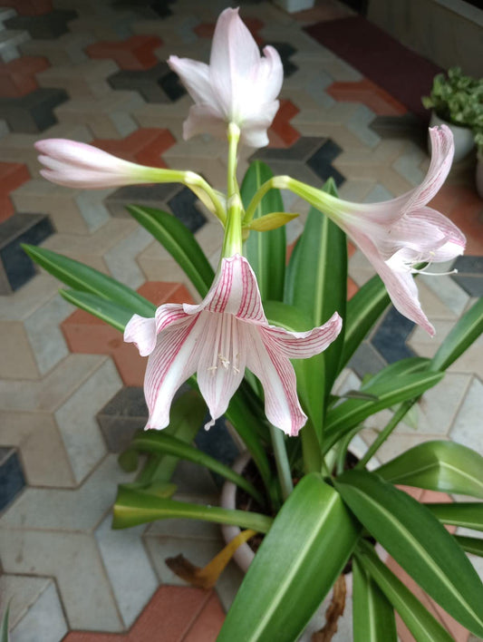 Yellow Sunrise Amaryllis Hippeastrum Bulbs for Planting in Flower Bed & Garden Heirloom Non-GMO Seeds
