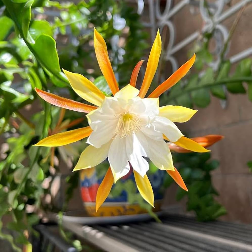 Epiphyllum Epiphyllum spp Flower Seeds for Planting in Indoor Garden Heirloom Non-GMO Seeds
