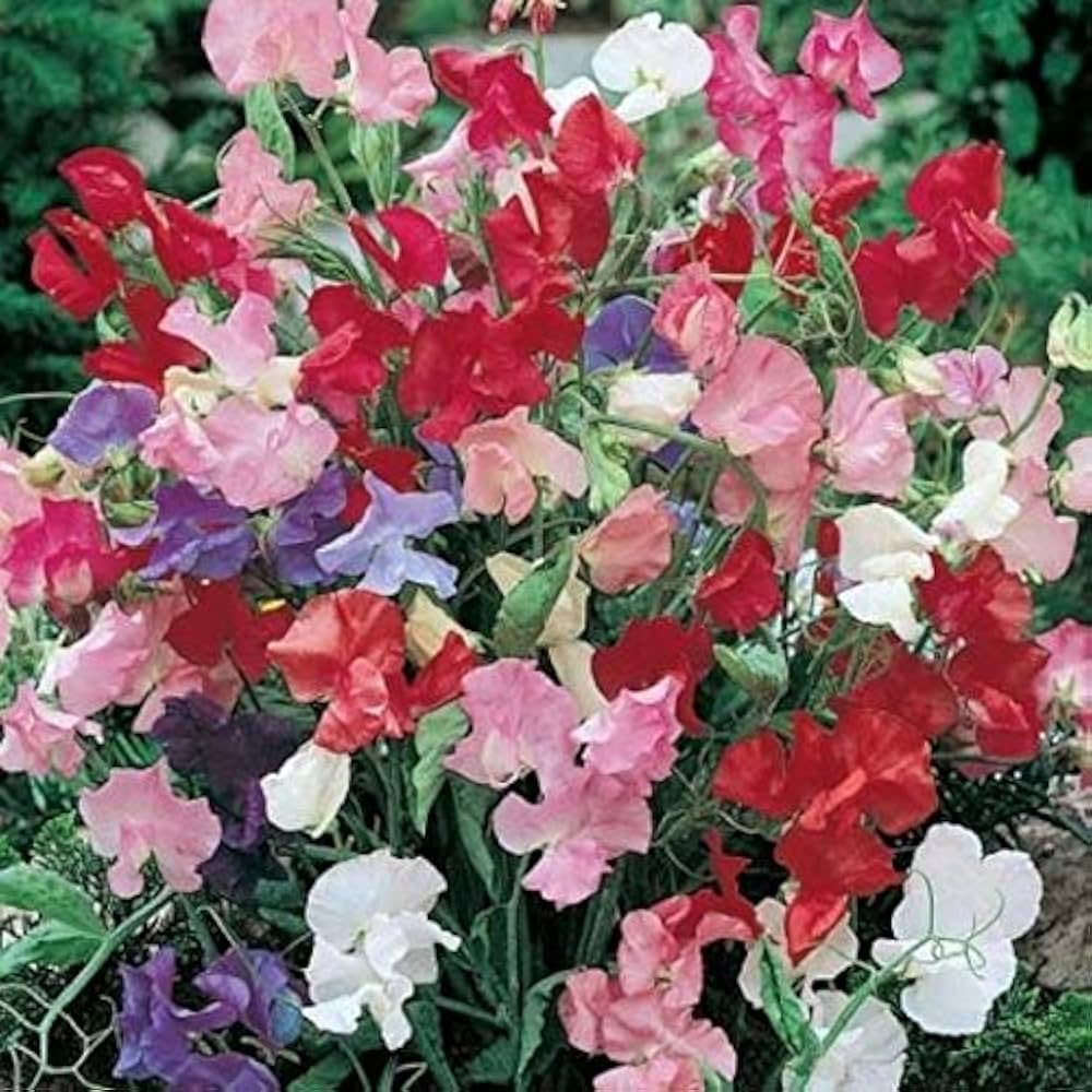 Sweet Pea Lathyrus odoratus Knee High Mixed Flower Seeds for Planting in Flower Bed Heirloom Non-GMO Seeds