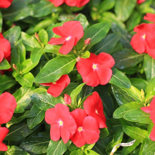 Vinca Catharanthus roseus Flower Seeds for Planting Heirloom Non-GMO Seeds