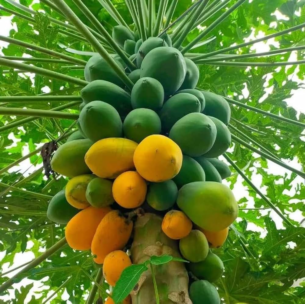 Pawpaw Tree Seeds for Planting Asimina triloba for edible landscapes and native gardens Fruit Tree Seeds for Home Gardens, Containers & Outdoor Growing