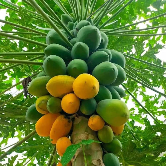 Pawpaw Tree Seeds for Planting Asimina triloba for edible landscapes and native gardens Fruit Tree Seeds for Home Gardens, Containers & Outdoor Growing