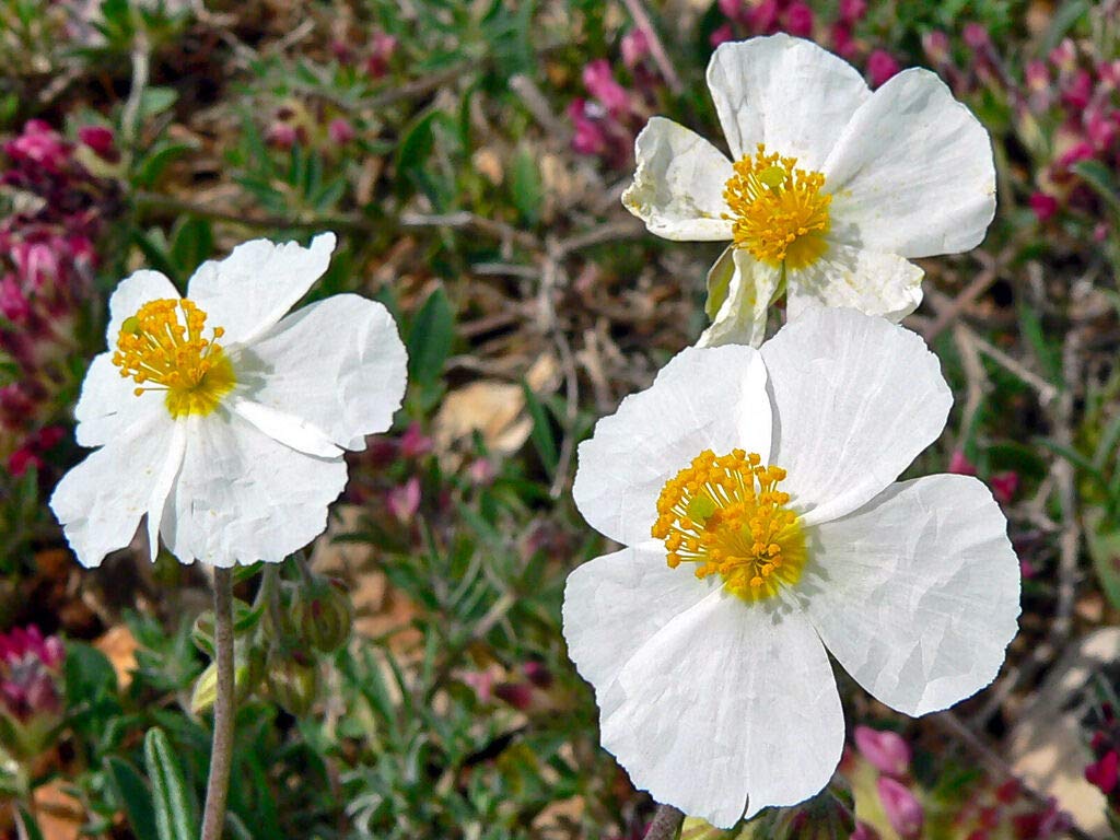 Helianthemum Helianthemum spp Flower Seeds for Planting in Flower Bed Heirloom Non-GMO Seeds