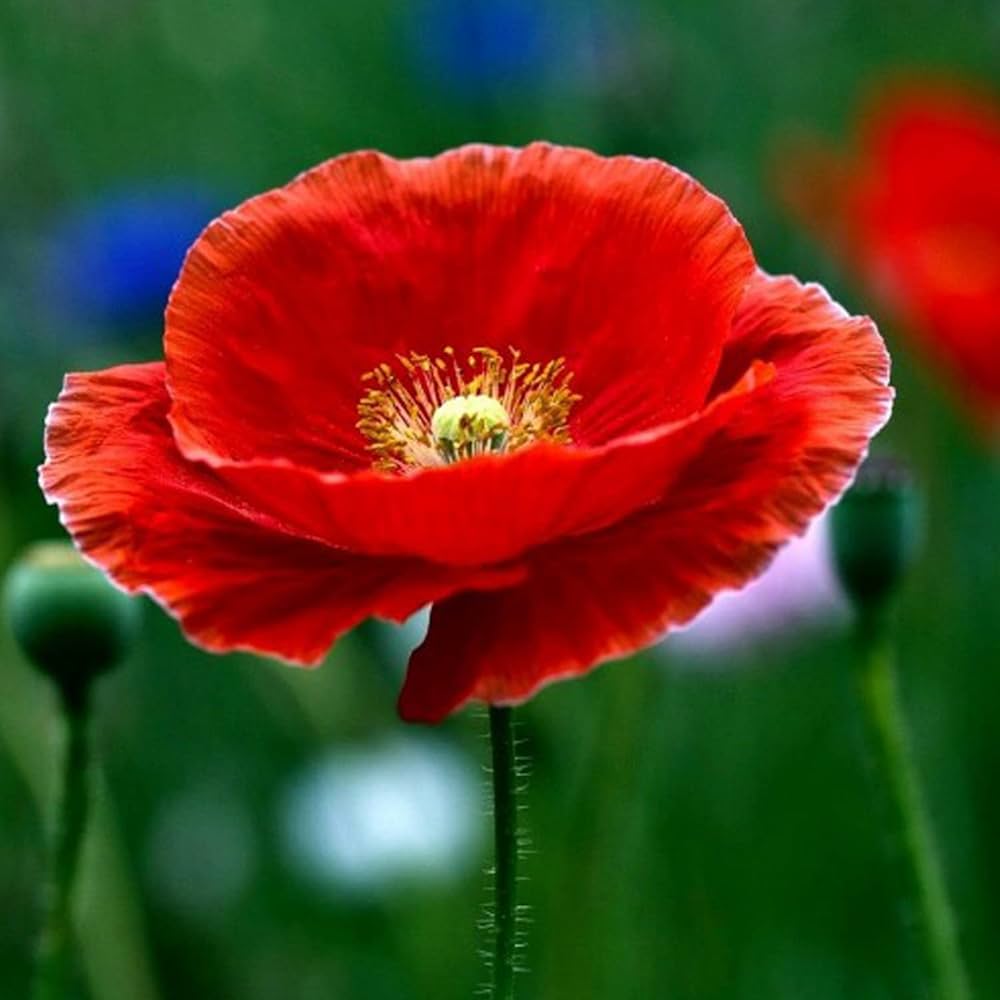 Poppy Seeds for Planting Papaver somniferum for wildflower gardens and meadows Heirloom Non-GMO Seeds