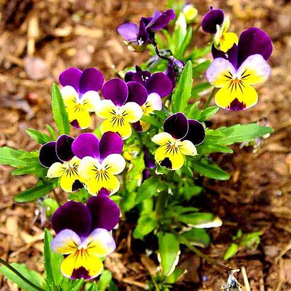 Johnny Jump Up Viola Seeds Viola tricolor for Planting in Flower Bed & Garden Heirloom Non-GMO Seeds
