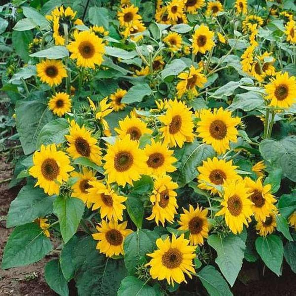 Miniature Sunflower Seeds for Planting Helianthus Annuus home garden small pots Heirloom Non-GMO Seeds
