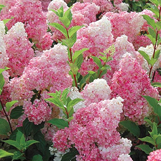 Vanilla Strawberry Hydrangea Hydrangea macrophylla Flower Seeds for Planting in Garden Heirloom Non-GMO Seeds