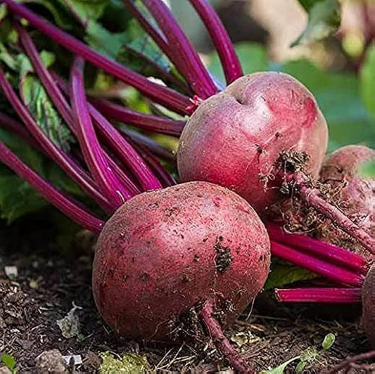 Beetroot Seeds for Planting Beta vulgaris for kitchen gardens and urban vegetable patches for Planting, Premium Vegetabl