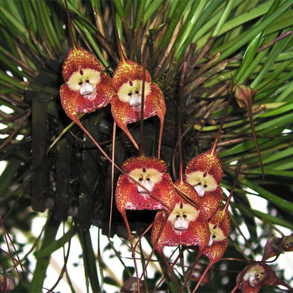 Monkey Face Orchid Dracula simia Seeds for Planting in Orchid Garden Heirloom Non-GMO Seeds