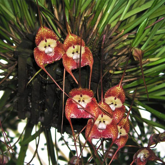 Monkey Face Orchid Dracula simia Seeds for Planting in Orchid Garden Heirloom Non-GMO Seeds