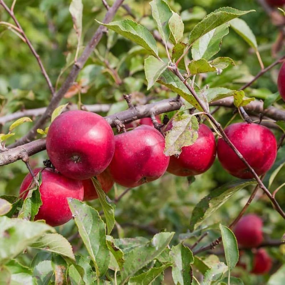 Apple Seeds for Planting Malus domestica for orchard rows and edible landscapes Fruit Seeds for Home Gardens, Containers & Outdoor Growing