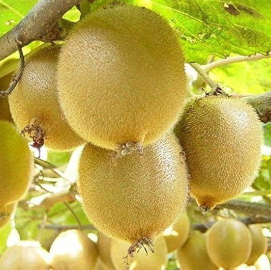 Kiwi Seeds Actinidia deliciosa for Planting in Urban Garden Fruit Seeds for Home Gardens, Containers & Outdoor Growing