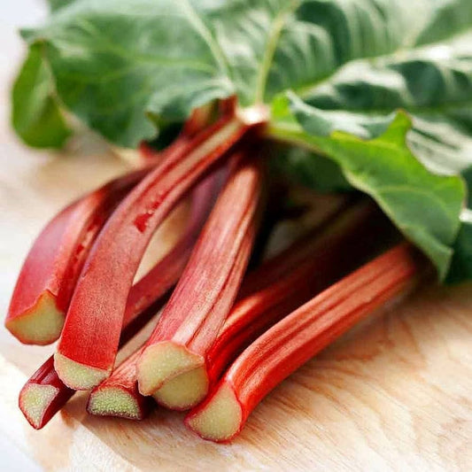 Rhubarb Rheum rhabarbarum Plant Seeds for Planting for Planting, Premium Seeds | Heirloom Non-GMO