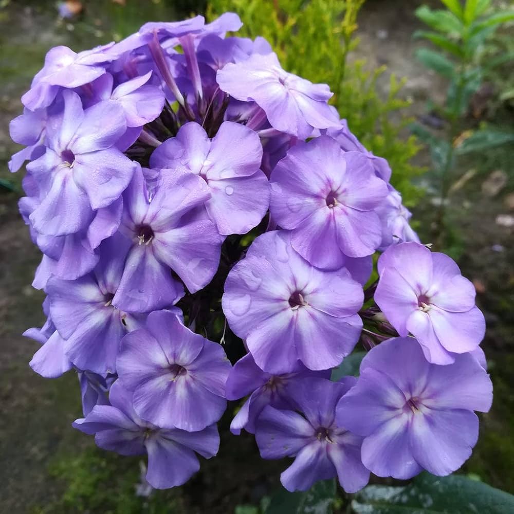 Midnight Bonbon Phlox Seeds for Planting Phlox paniculata for flower beds and border gardens Heirloom Non-GMO Seeds