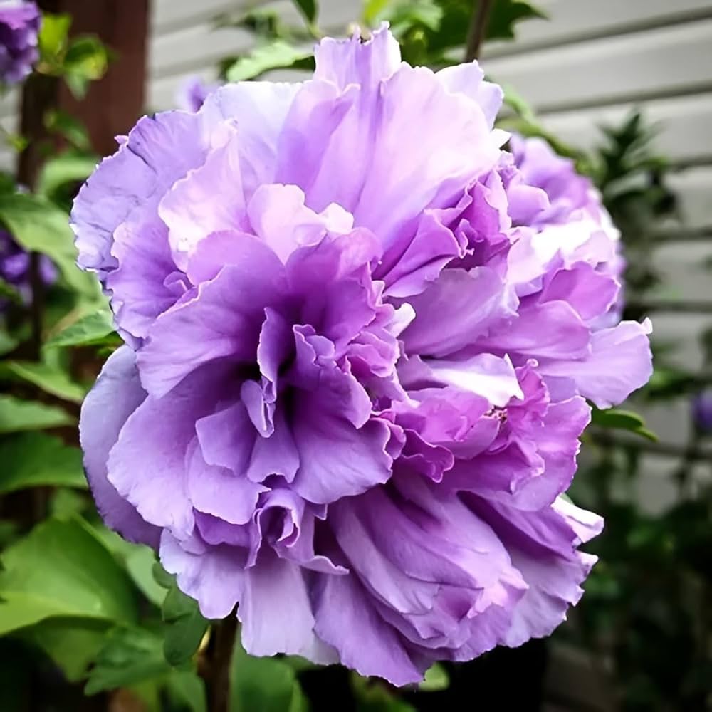 Blueberry Hibiscus Alyogyne Huegelii Flower Seeds for Planting Heirloom Non-GMO Seeds