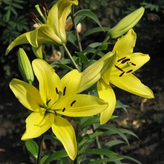 Yellow Black Lilium Brownii Seeds for Planting in Flower Bed & Garden Heirloom Non-GMO Seeds