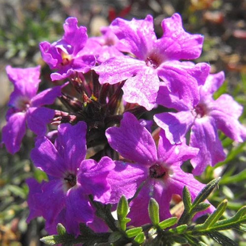 Moss Verbena Verbena tenuisecta Flower Seeds for Planting in Flower Bed and Garden Heirloom Non-GMO Seeds