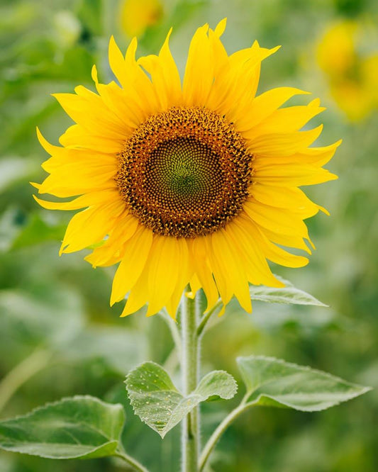 Kong Giant Sunflower Seeds for Planting Helianthus annuus for flower beds and gardens Heirloom Non-GMO Seeds